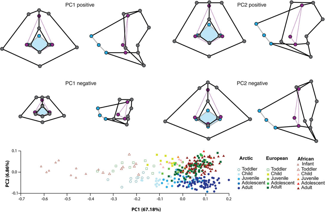 Microscope image showing mechanobiology of mandibular fracture healing, with bright pink, green, and other vibrant colors highlighting cellular structures.