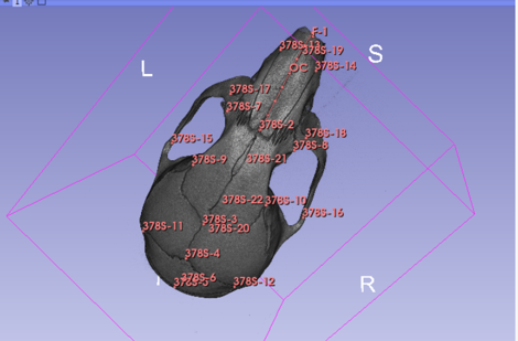 Microscope image showing mechanobiology of mandibular fracture healing, with bright pink, green, and other vibrant colors highlighting cellular structures.